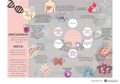 Fisiopatolog A Diabetes Mellitus Tipo Quick Nurse Notes Udocz