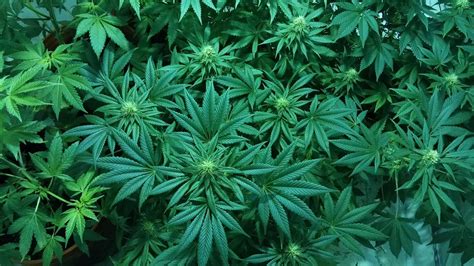 Las Plantas Y Sus Usos Sabes Qu Es La Marihuana Medicinal Aqu Te