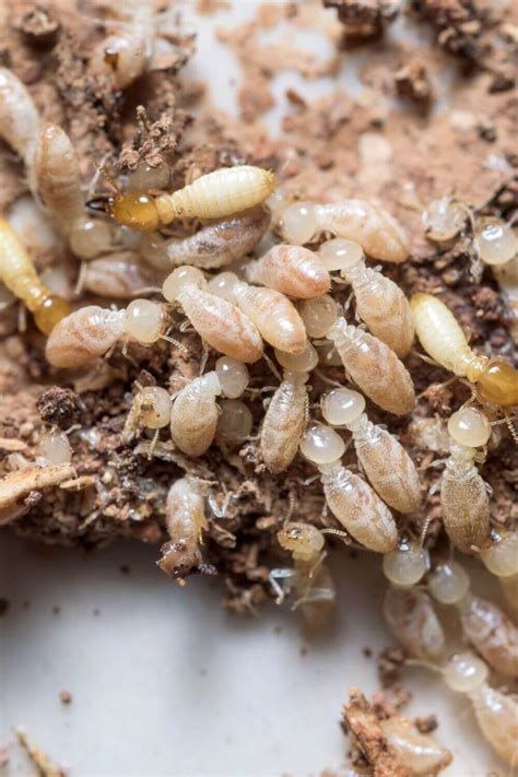 Termite Checks And Inspections — Rds Pest Control Safe And Effective