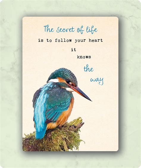 Ijsvogel Briefkaart Secret Of Life Cadeau Variant