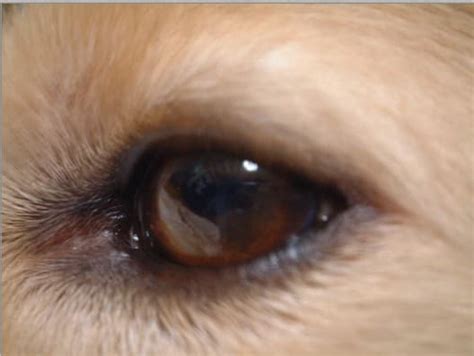 Whats That Mole On My Dogs Eyelid Pethelpful By Fellow Animal