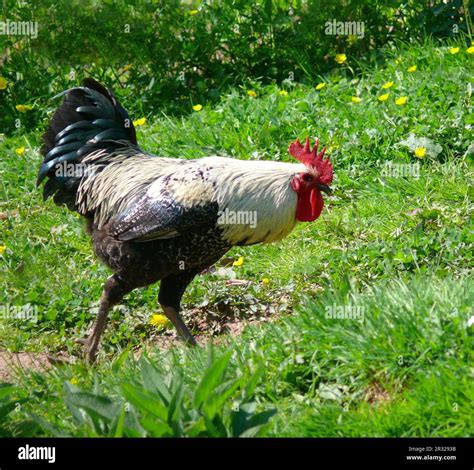 Haushuhn Gallus Gallus Domesticus Stock Photo Alamy