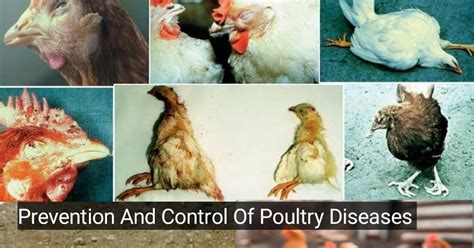 How To Prevent And Control Poultry Diseases Livestockspot