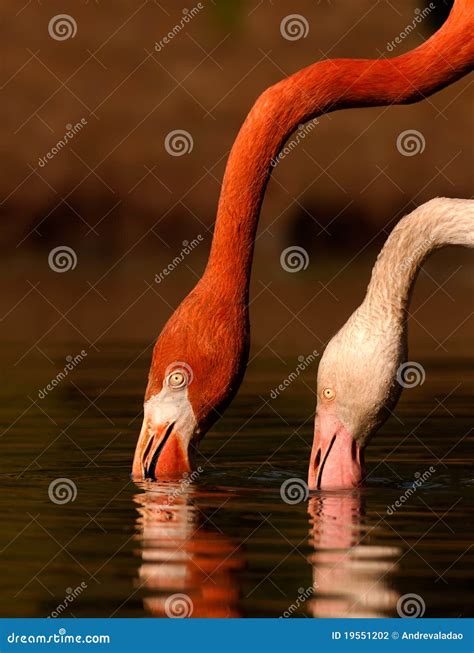 2 Flamingos Stockfoto Bild Von Vögel Vogel Südlich 19551202