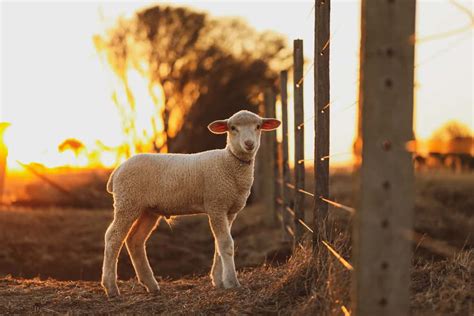 6 Tips To Protect Sheep From Predators And Ensure Your Flocks Safety