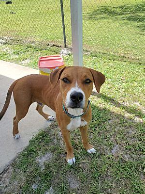 Umatilla FL Black Mouth Cur Labrador Retriever Meet Ruskin A Pet