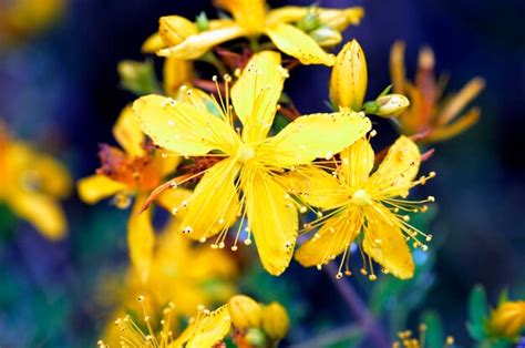 La Hierba De San Juan Hypericum Perforatum En Flor Es Una Importante