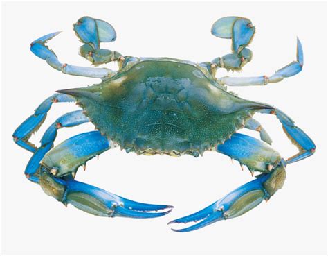 Blue Crab Svg