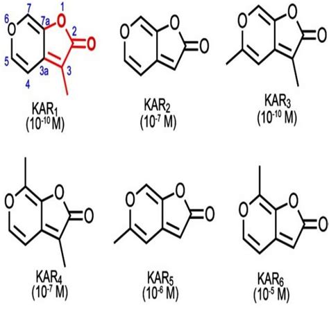 smoke derived chemicals promote seed germination mapping ignorance