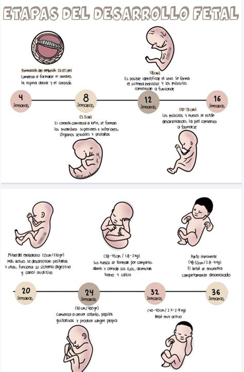 Embriologia En 2023 Desarrollo Fetal Etapas De Gestacion Cosas De