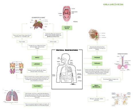 Top 37 Imagen Sistema Respiratorio Mapa Mental Viaterra Mx