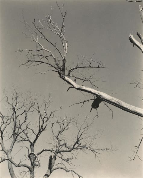 The Dying Chestnut Tree Photograph By Alfred Stieglitz Fine Art America