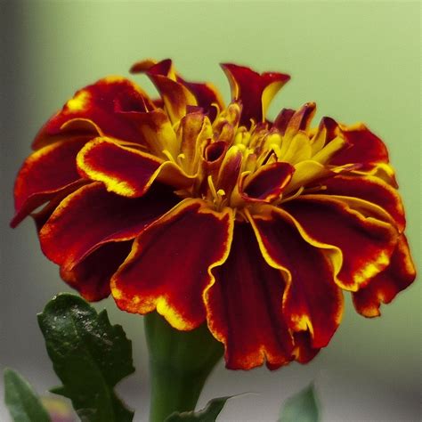 Tagetes | Yougardener