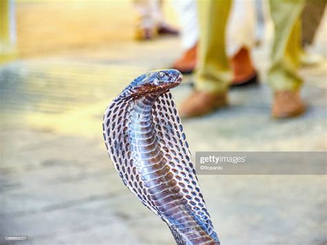 King Cobra Snake Showing Its Hood High-Res Stock Photo - Getty Images