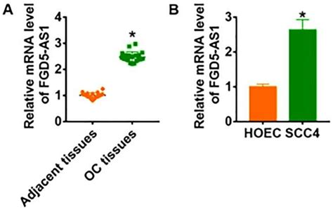 Lncrna Fgd As Is Increased In Oc Tissue And Cells A The Expression