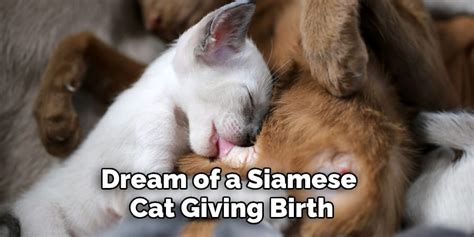 Siamese Cat Dream Meaning Explained