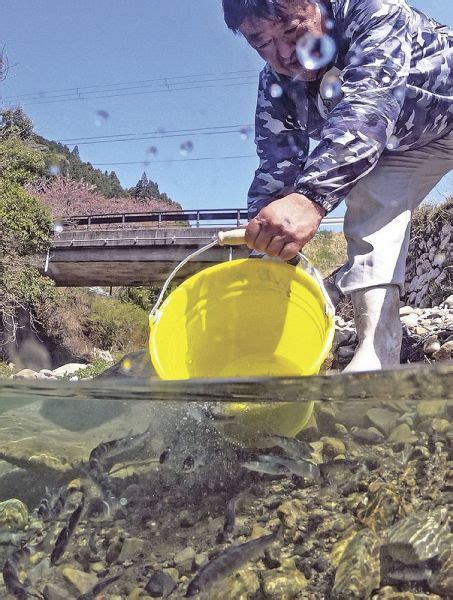 「大きく育ってね」 古座川の2漁協が稚アユ放流：紀伊民報agara｜和歌山県のニュースサイト