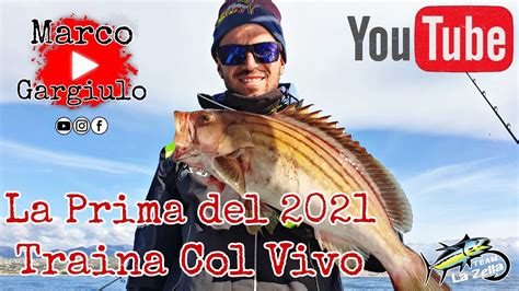 La Prima Del Traina Col Vivo Cernia Dorata Youtube