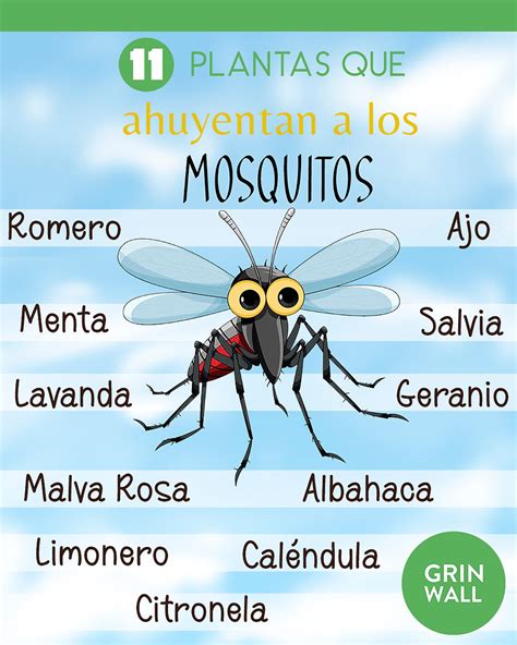 Plantas Que Repelen Los Mosquitos