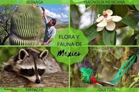 FLORA y FAUNA de MÉXICO Características y ejemplos