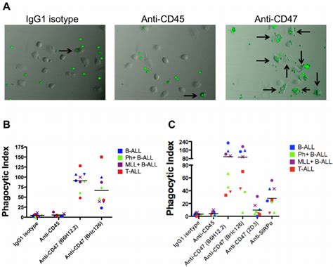 Blocking Monoclonal Anti Cd47 Antibodies Enable Phagocytosis Of All