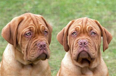 Dogue de Bordeaux puppies at 12 weeks. - Stock Photo - Dissolve