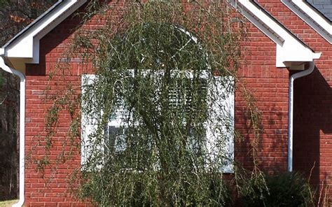 Weeping Yaupon Holly Ilex Vomitoria Pendula 3 Gallon Shrub