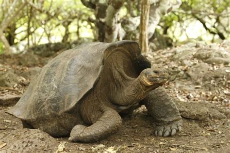 Nueva Especie De Tortuga Gigante En Islas Galapagos El Sumario Nueva