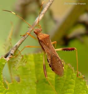 Broad Headed Bug Alydus Pilosulus Megalotomus Quinquespinosus