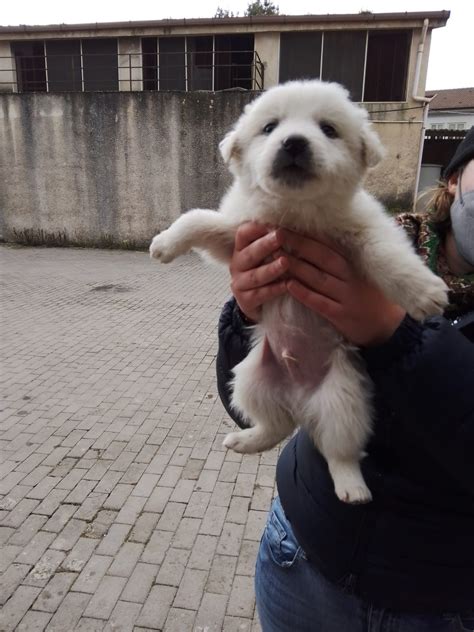 Abbandonati Senza Piet Nelle Campagne Palermitane Sei Cuccioli