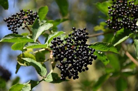 14 Of The Best Shrubs To Attract Wildlife To Your Yard