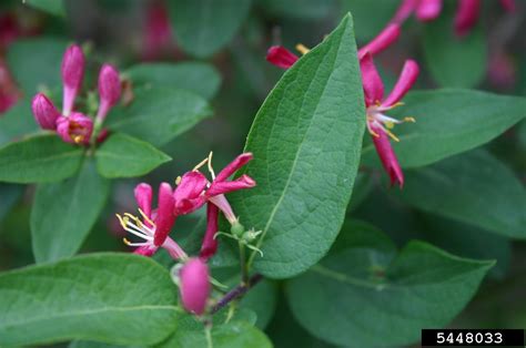 Earth And Space News Americanized Tartarian Honeysuckle Gardens