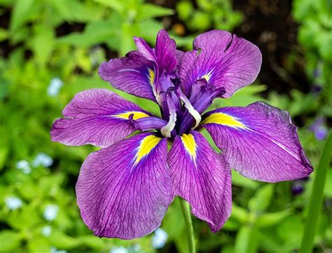 Japanese Iris How To Grow And Care For “iris Ensata”