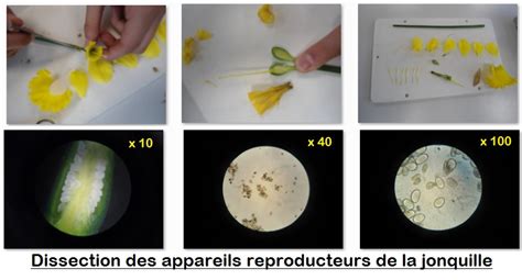 La Reproduction Sexuée Des êtres Vivants Vive Les Svt Les Sciences De La Vie Et De La Terre