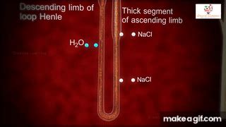 Tubular Reabsorption 3D Animation| reabsorption or tubular reabsorption on Make a GIF