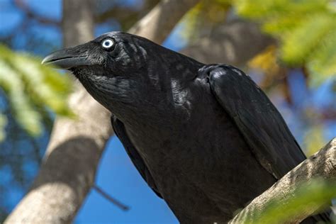 Torresian Crow In Australia 24738271 Stock Photo At Vecteezy