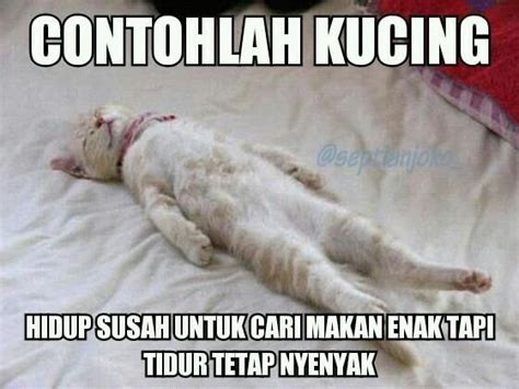 Meme Kebiasaan Tidur Kucing