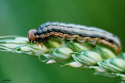 Conditions Are Right For True Armyworm In Ontario Tracey Baute