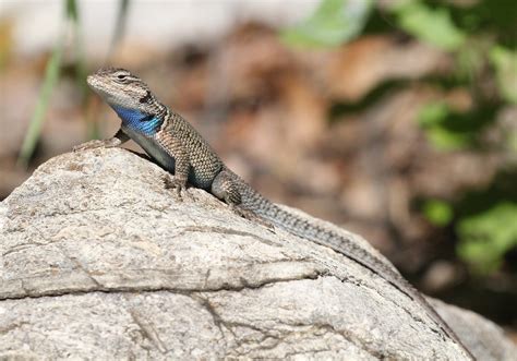 Fotos Gratis Naturaleza Rock Desierto Mirando Fauna Silvestre