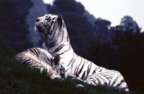 The Meaning Of Tigers In Dreams Understanding Symbolism And Interpretation