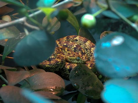 Tropical Discovery - Horned Bush Viper Exhibit - ZooChat