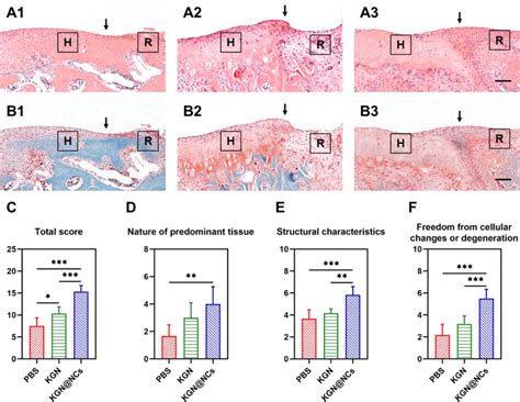 Histological Staining And Quantitative Assessment Of The Repaired