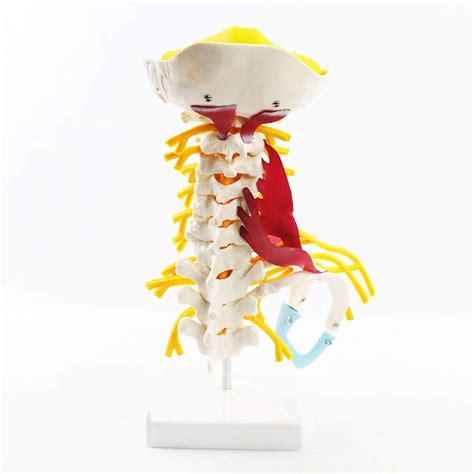 Buy Human Cervical Spine Model Brachial Plexus Neuromuscular Model