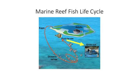 Theory of Sustainable Capture of Siganids for Aquaculture or Stock ...