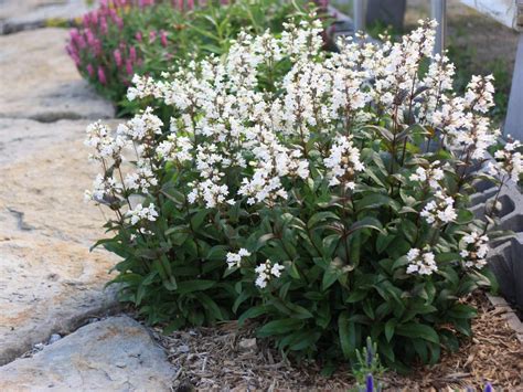 Penstemon, Husker Red - Campbell's Nursery