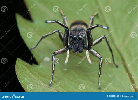 Ant Mimic Jumping Spider Stock Image Image Of Hunter 13450263