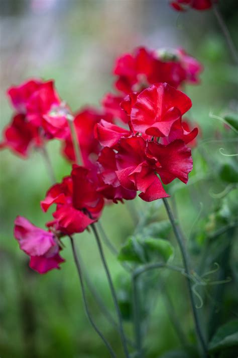 Sowing Sweet Peas