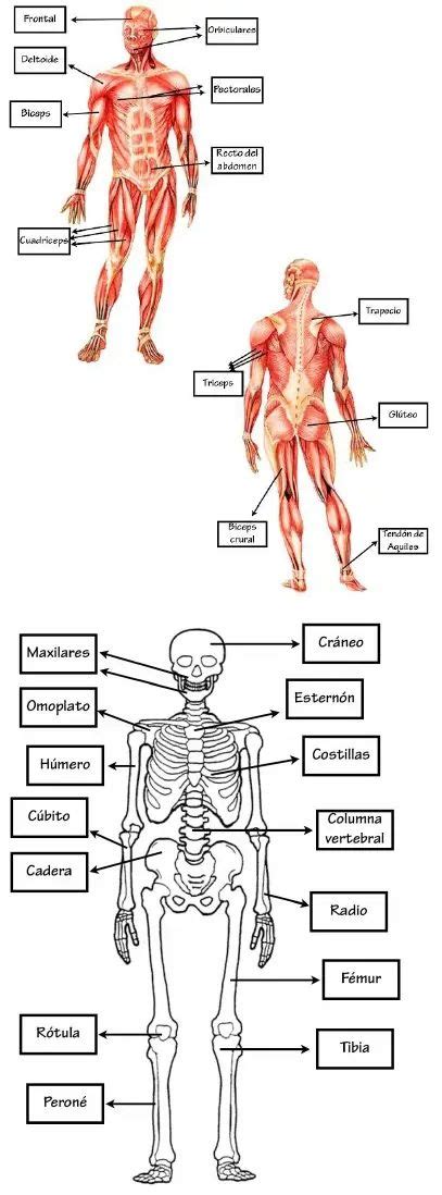 El Sistema Locomotor El Sistema Locomotor Aparato Locomotor