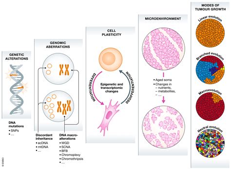 Cancer Evolution Darwin And Beyond The Embo Journal