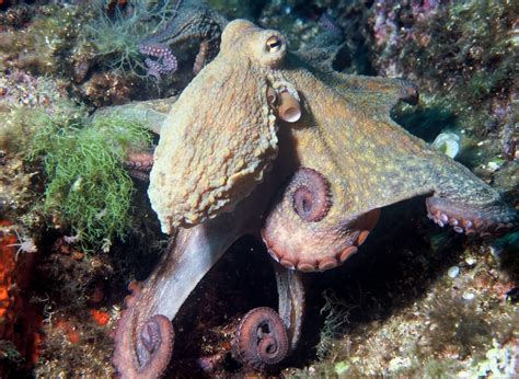 Octopus Facts The Adorable Dumbo And Two Spot Species Owlcation